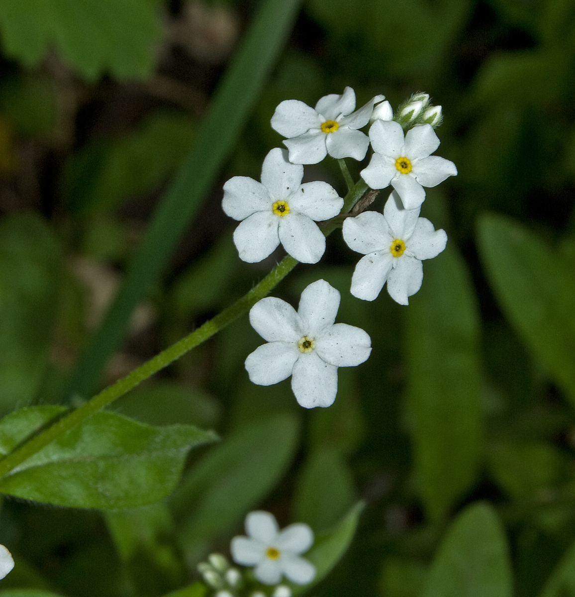 Image of Myosotis sylvatica specimen.