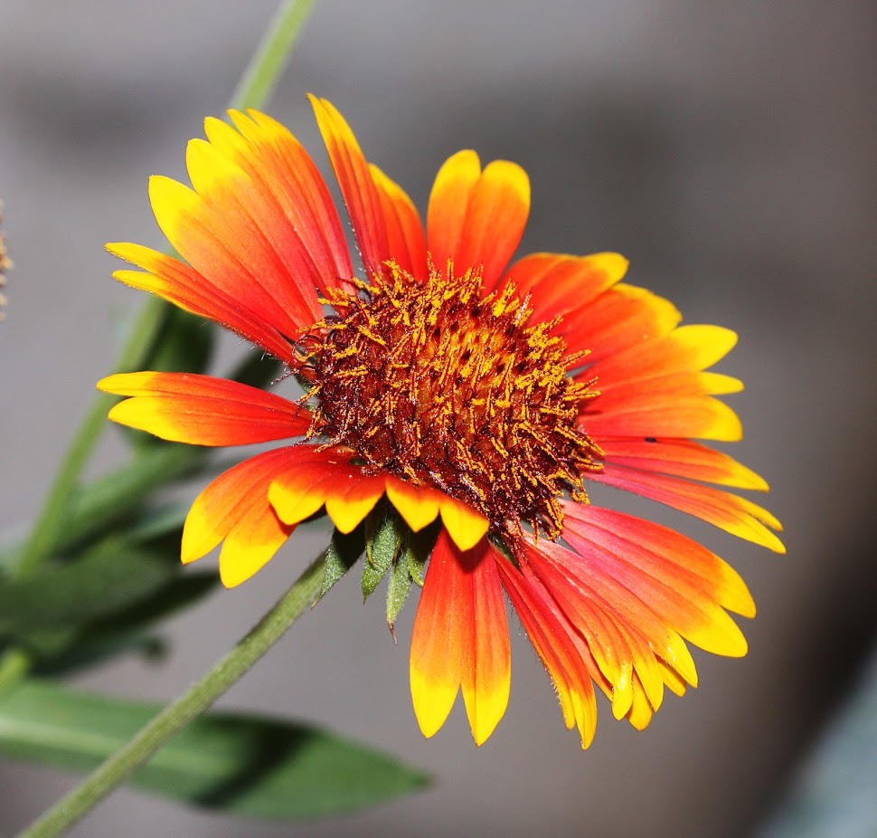 Изображение особи Gaillardia aristata.