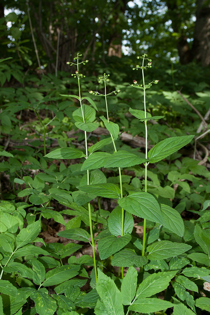 Изображение особи Scrophularia nodosa.