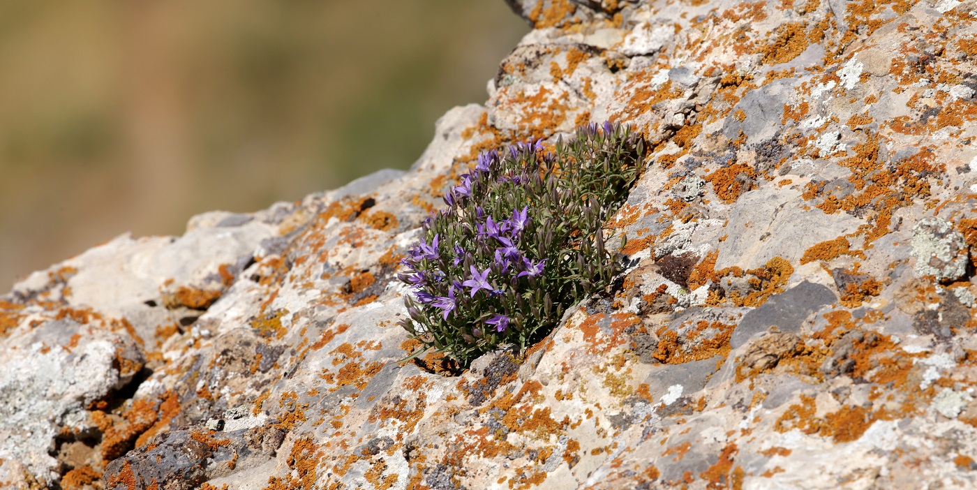 Image of Sergia sewerzowii specimen.