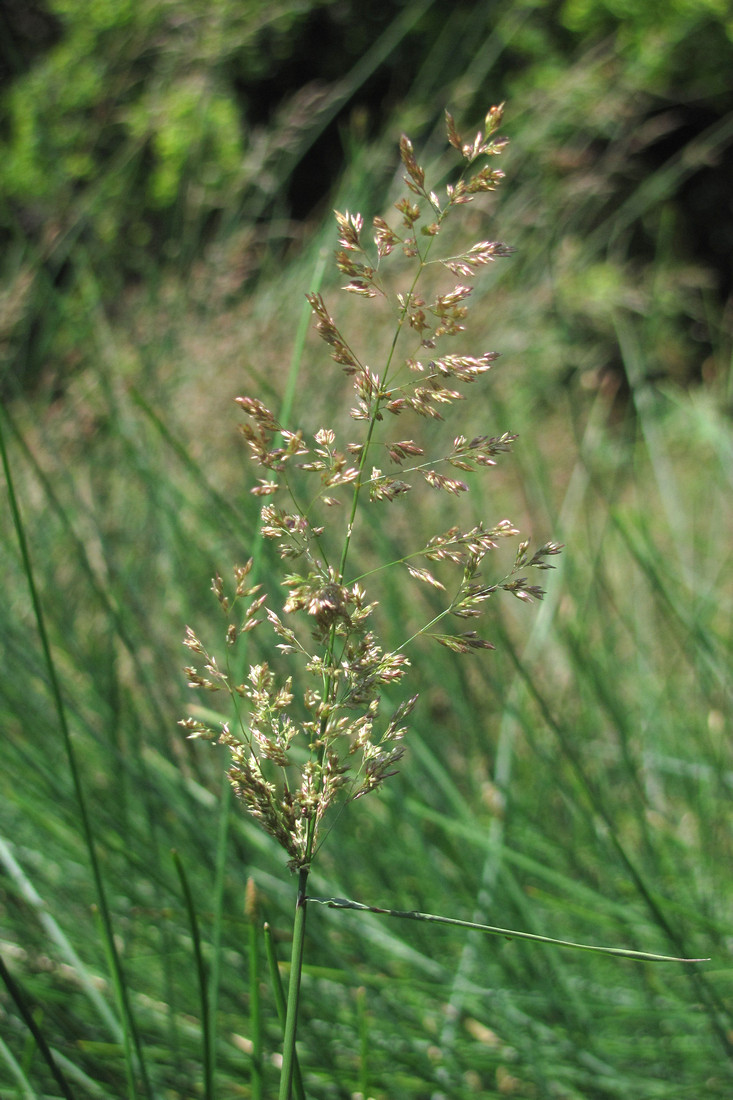 Image of genus Agrostis specimen.