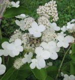 Hydrangea paniculata. Соцветие с кормящимся жуком-усачом. Московская обл., Щёлковский р-н, в культуре. 16.07.2018.