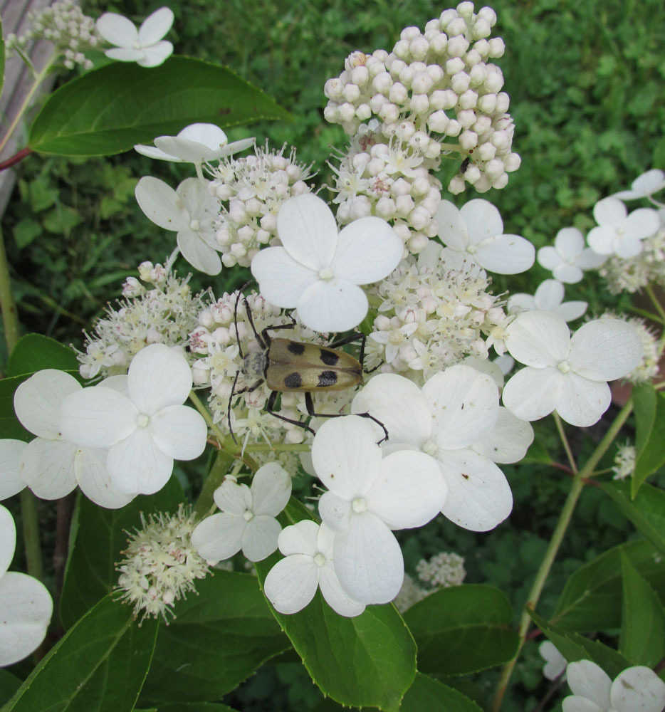 Image of Hydrangea paniculata specimen.