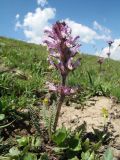 Pedicularis violascens. Цветущее растение. Кыргызстан, Чуйская обл., Панфиловский р-н, вост. часть Таласского Алатау, пер. Алабель, 3175 м н.у.м., альпийская зона. 20 июля 2018 г.