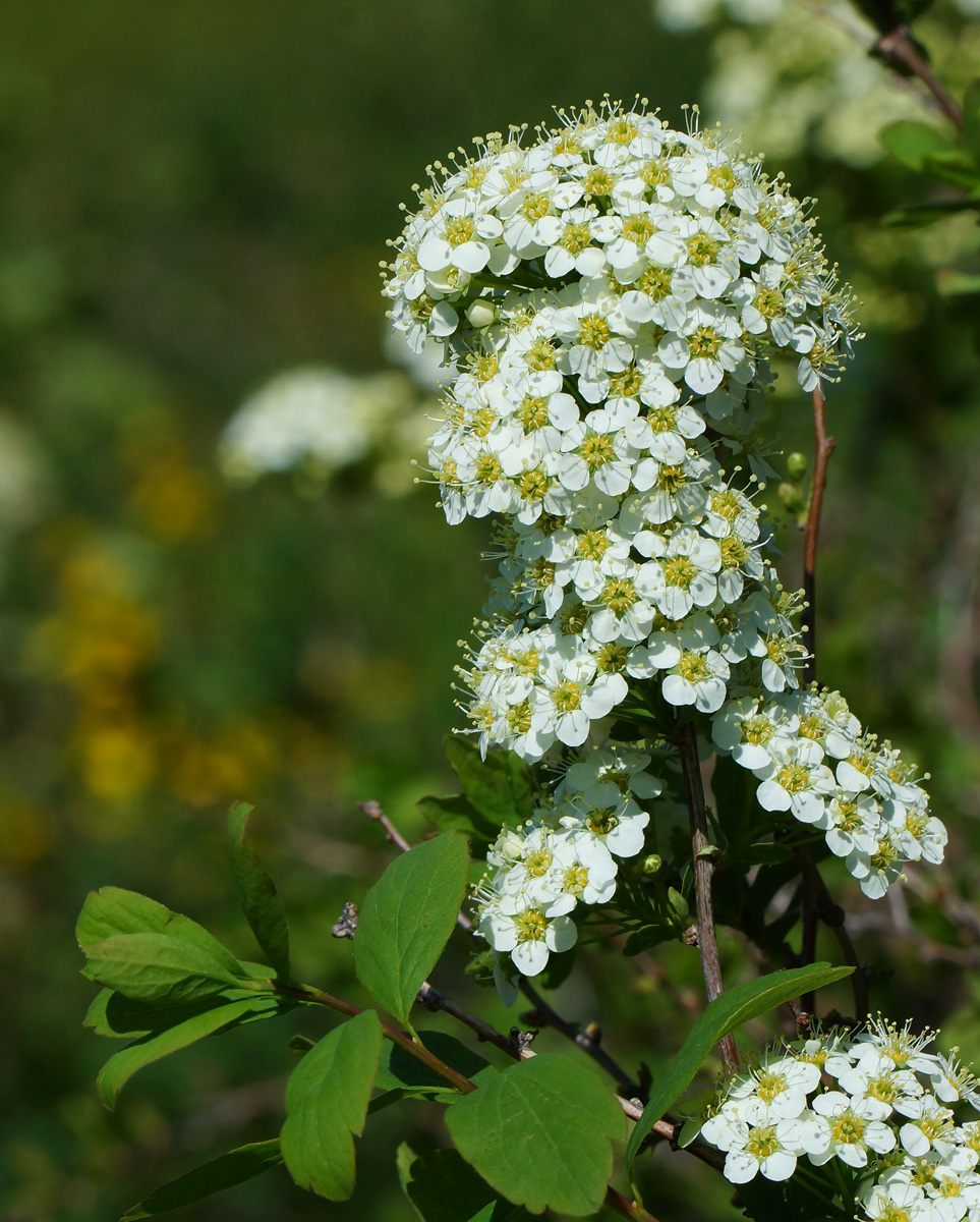 Изображение особи Spiraea media.