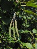 Alnus incana
