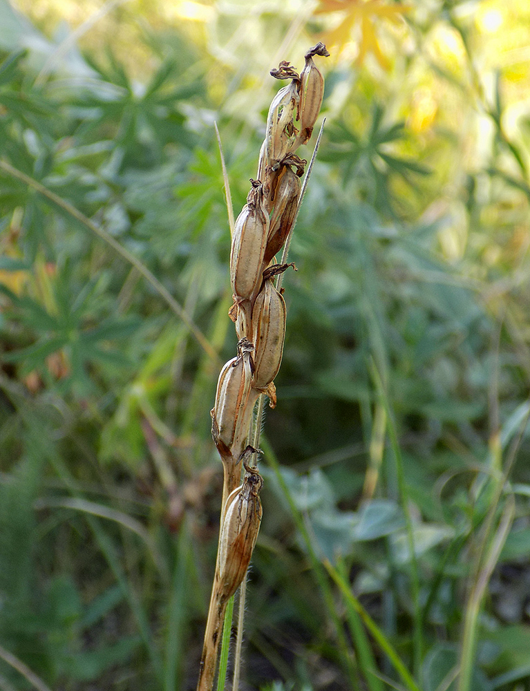 Image of Anacamptis morio ssp. caucasica specimen.