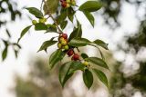 Ficus obliqua. Верхушка ветки с соплодиями. Израиль, восточный берег оз. Кинерет, оборудованный пляж, в культуре. 24.08.2018.