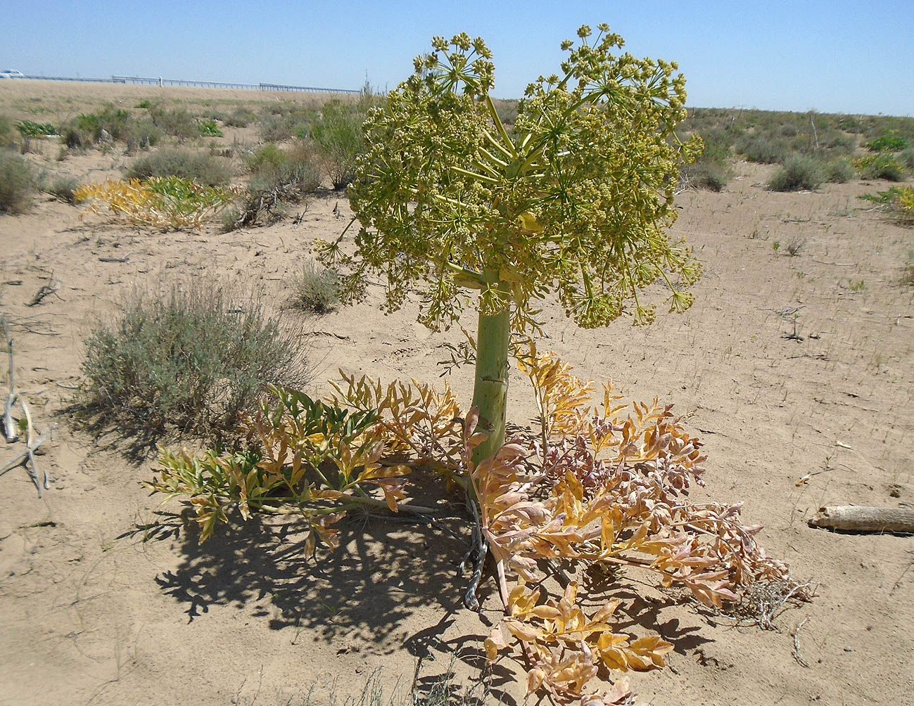 Изображение особи Ferula foetida.