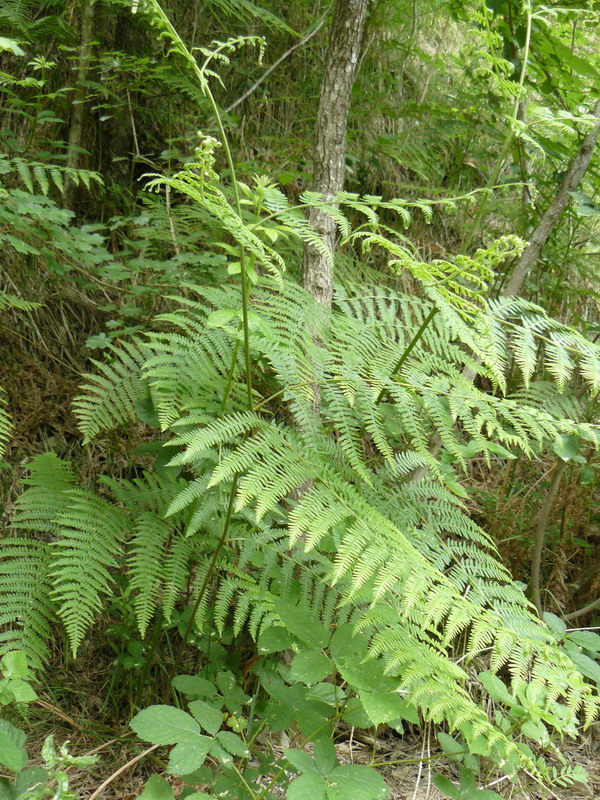 Image of Pteridium tauricum specimen.