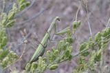 Reseda lutea