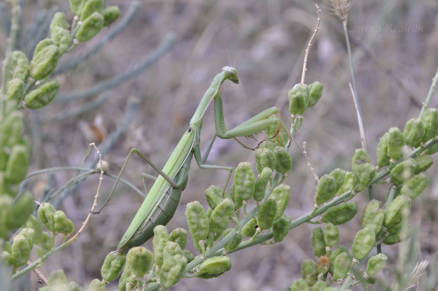 Image of Reseda lutea specimen.