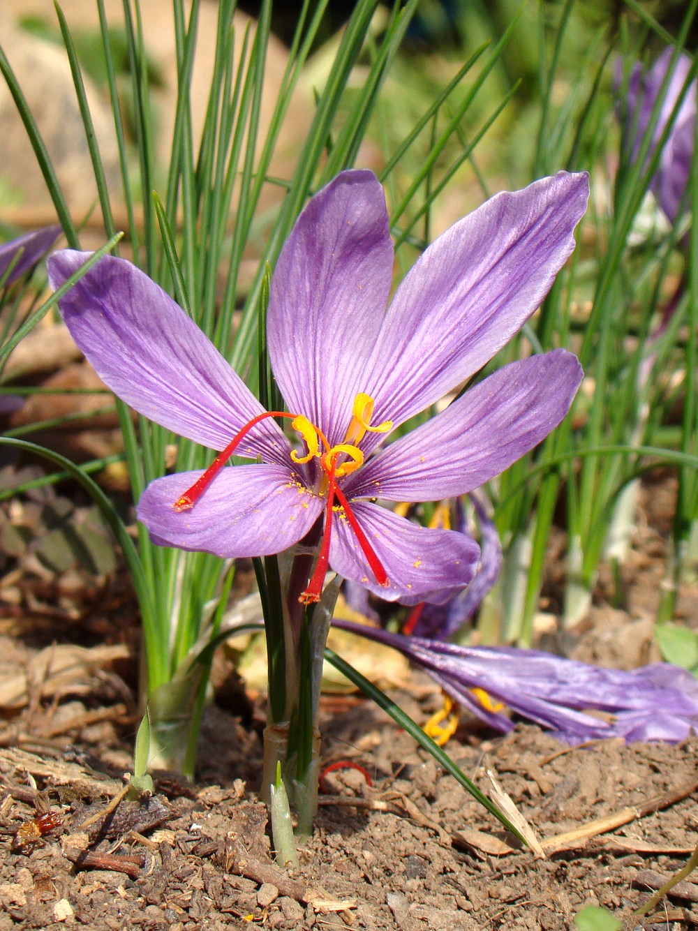 Изображение особи Crocus sativus.