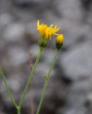 Image of taxon representative. Author is Марина Скотникова