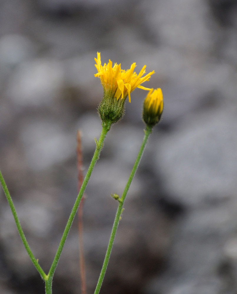 Изображение особи род Hieracium.