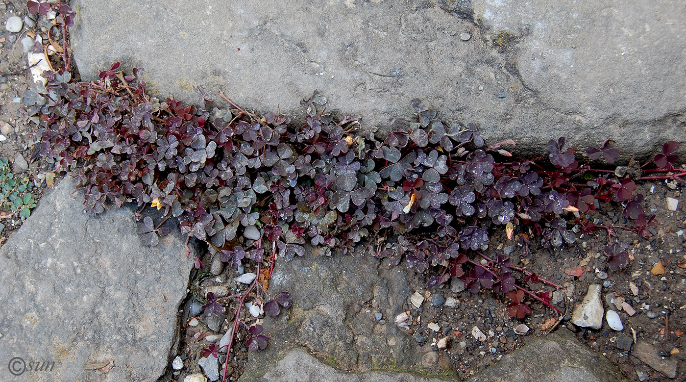 Изображение особи Oxalis corniculata.