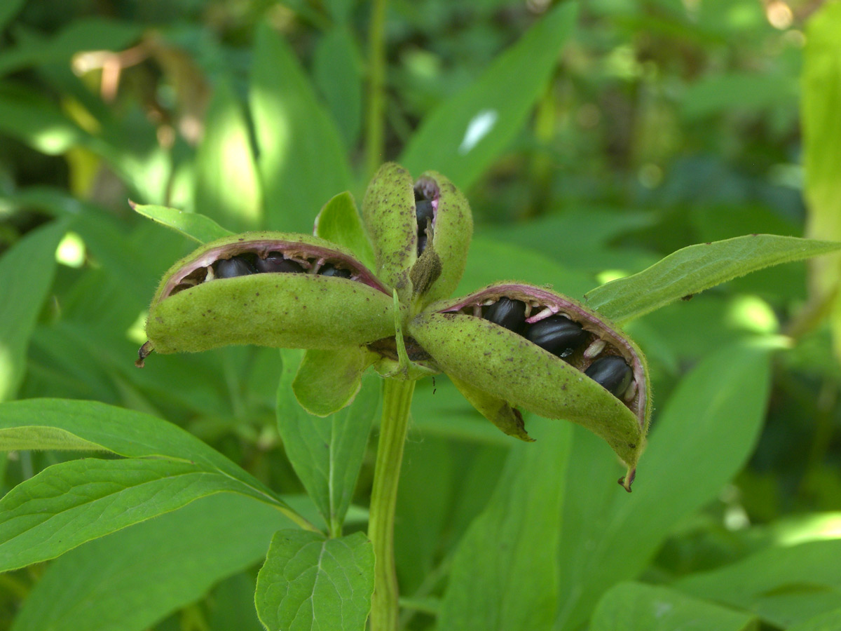 Image of Paeonia arietina specimen.
