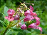 Impatiens glandulifera. Соцветие. Украина, Ивано-Франковская обл., Болеховский горсовет, Поляницкий сельсовет, Поляницкий региональный ландшафтный парк, кустарниковые заросли на берегу р. Сукель. 13.07.2018.