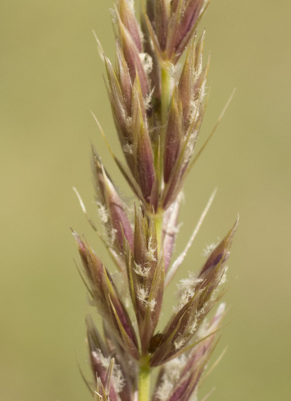 Image of genus Leymus specimen.