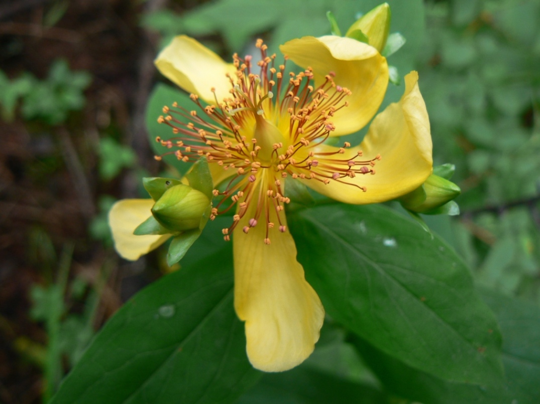 Image of Hypericum ascyron specimen.