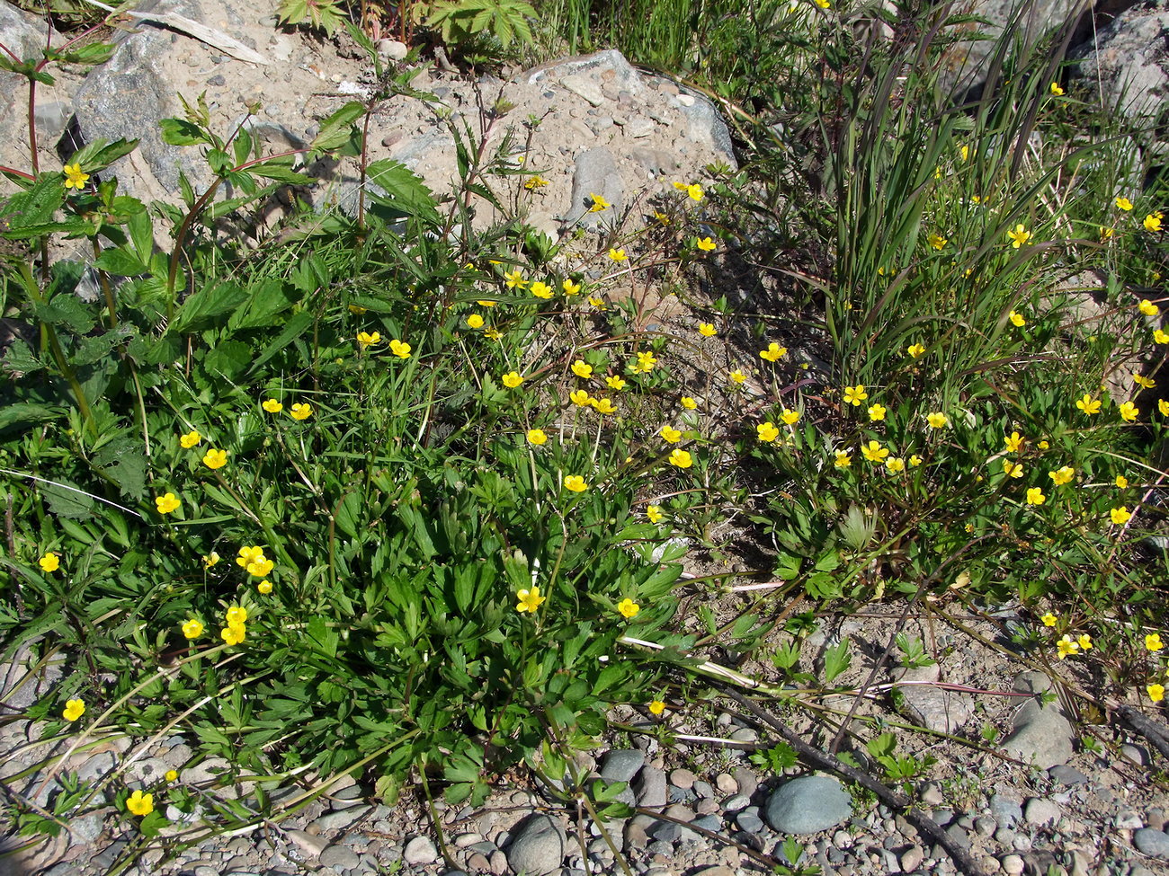 Изображение особи Ranunculus repens.