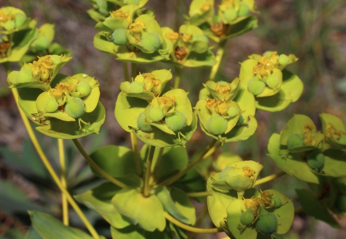 Изображение особи Euphorbia novorossica.