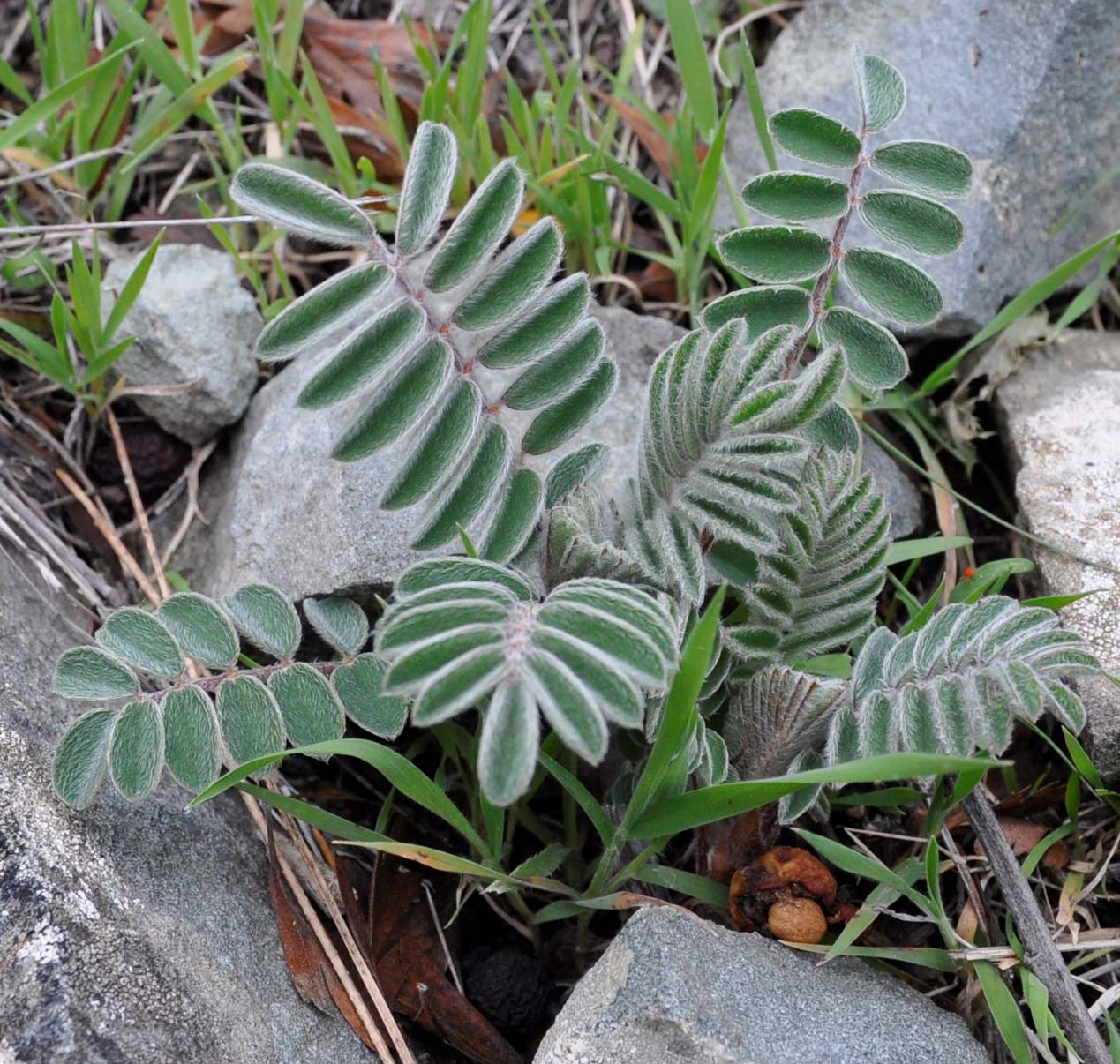 Изображение особи Erophaca baetica ssp. orientalis.