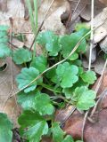 Смотреть изображение семейство Ranunculaceae