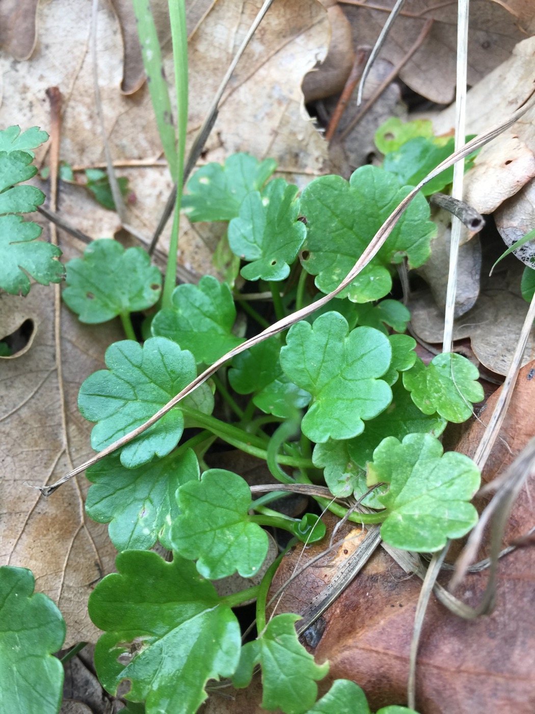 Изображение особи семейство Ranunculaceae.