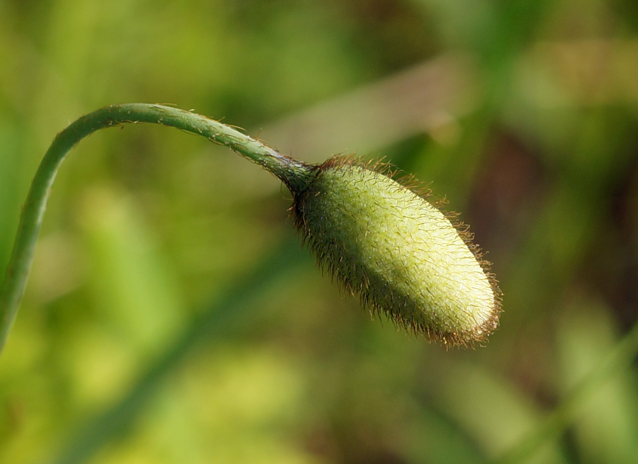 Изображение особи Papaver nudicaule ssp. gracile.