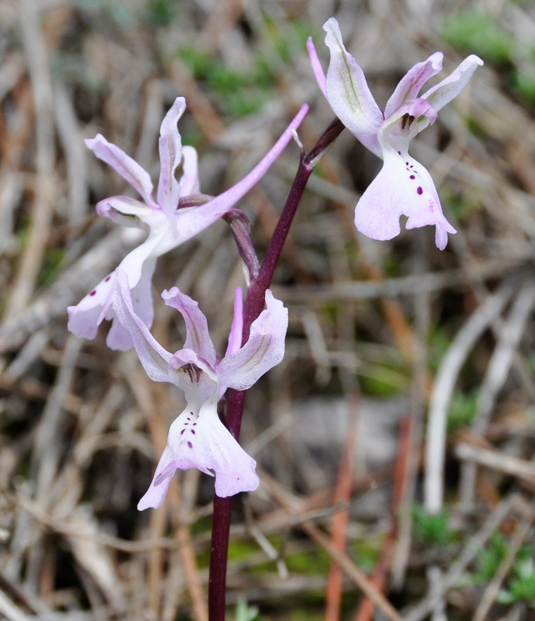Image of Orchis troodi specimen.