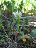 Cerastium holosteoides. Цветущее растение. Окр. Архангельска, рудеральный луг. 11.06.2011.