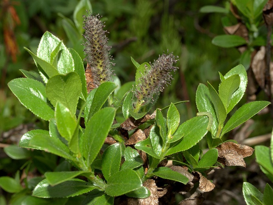 Image of Salix myrsinites specimen.