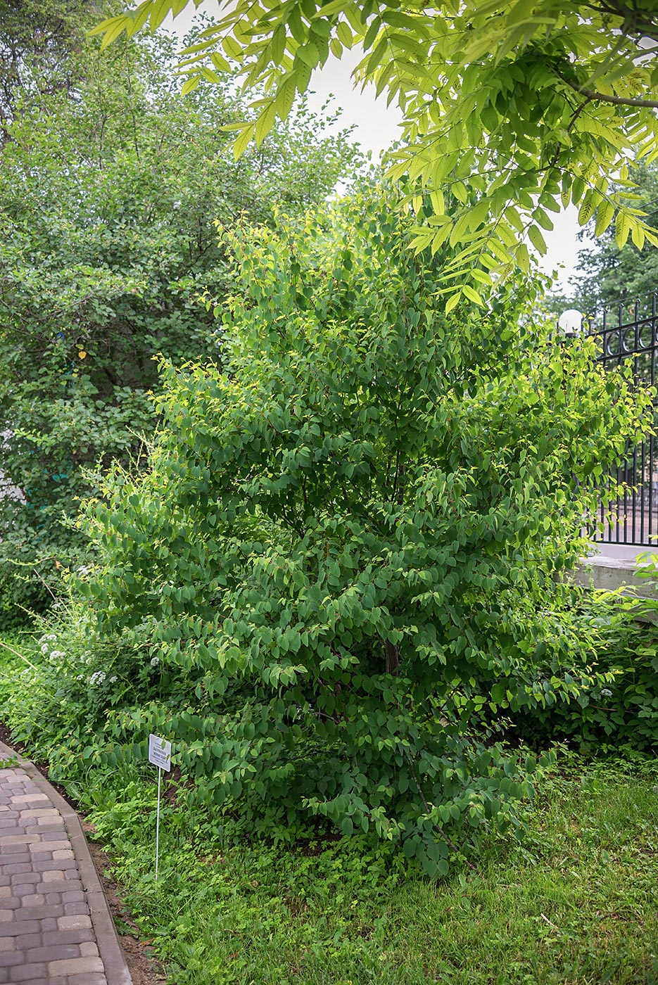 Image of Cercidiphyllum japonicum specimen.