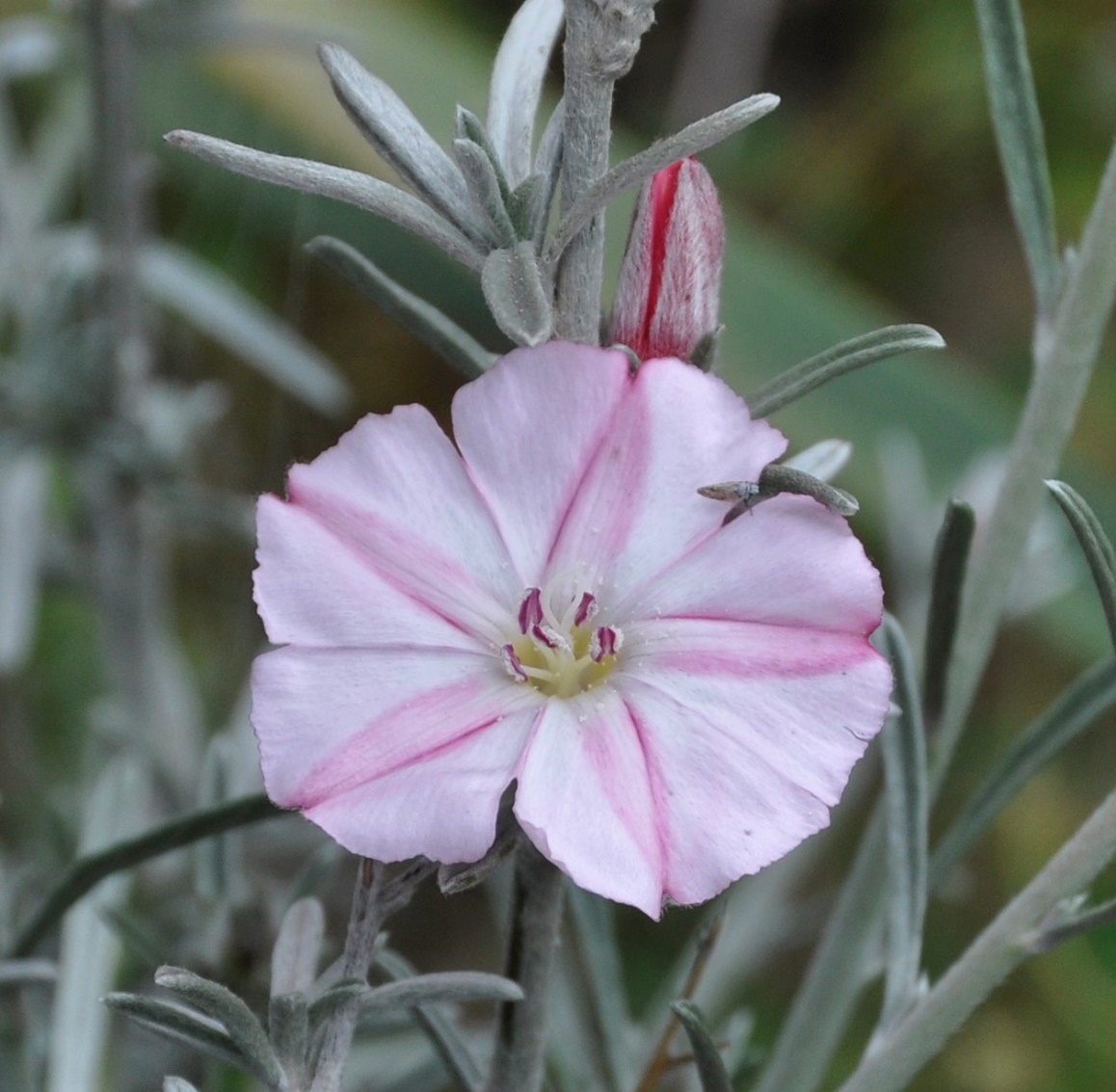 Image of Convolvulus oleifolius specimen.