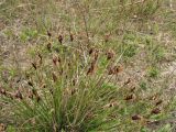 Schoenus nigricans