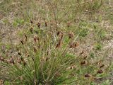 Schoenus nigricans. Отцветающее растение. Нидерланды, Северное море, о-в Схирмонниког, засоленный приморский луг. 24 мая 2010 г.