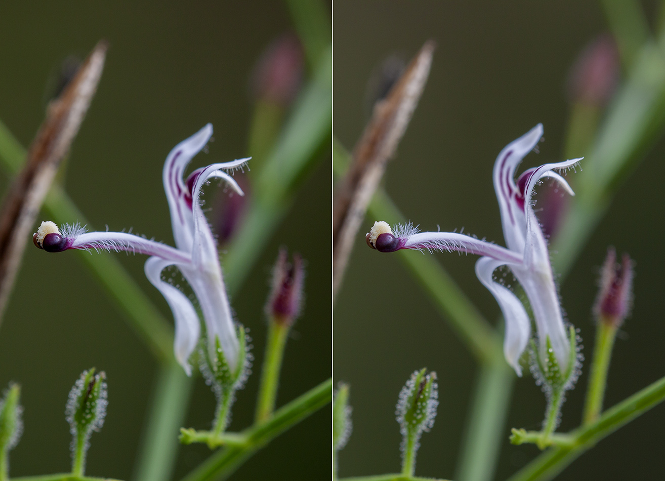Растение Andrographis paniculata