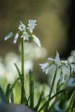 Allium triquetrum