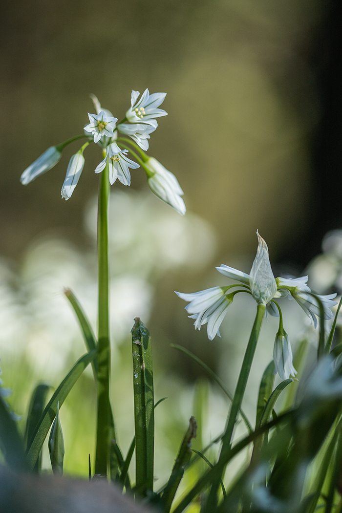 Изображение особи Allium triquetrum.