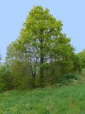 Quercus petraea