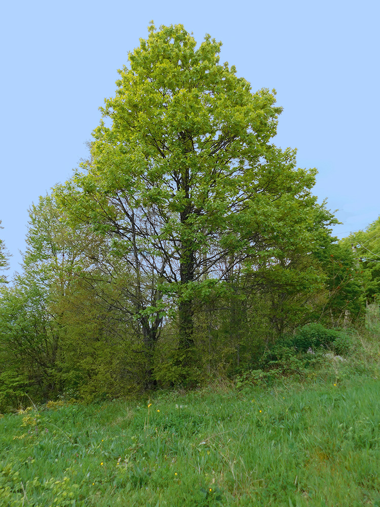 Image of Quercus petraea specimen.