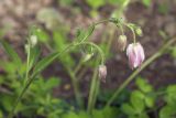 Aquilegia ecalcarata. Верхняя часть побега с бутонами. Костромская обл., Судиславский р-н, дер. Антипино, в культуре. 27.05.2019.