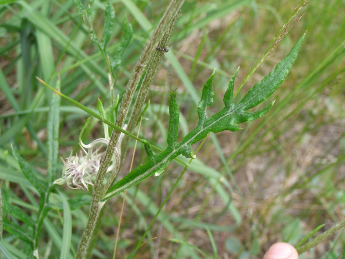 Image of Jurinea charcoviensis specimen.