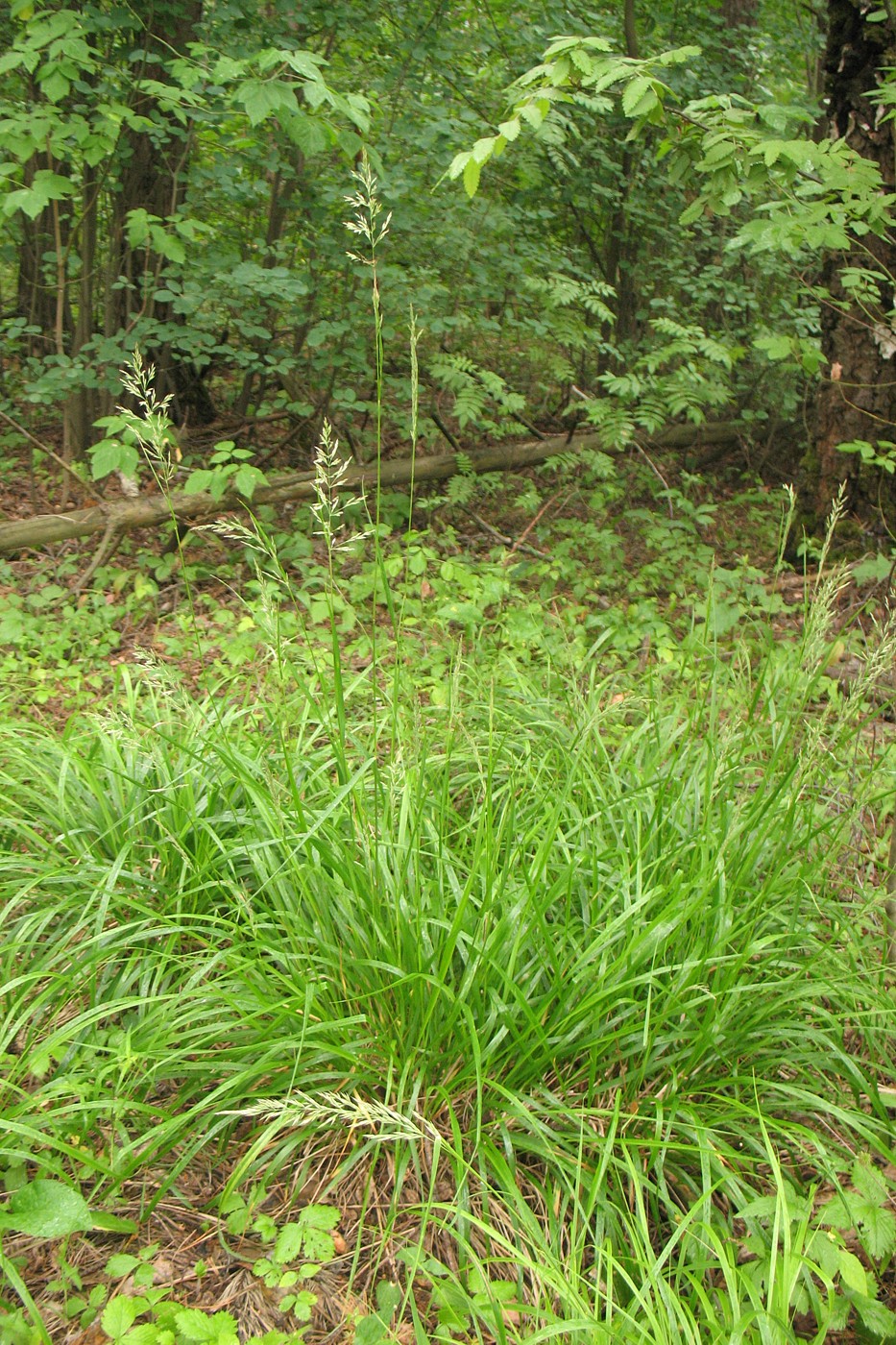 Изображение особи Calamagrostis arundinacea.