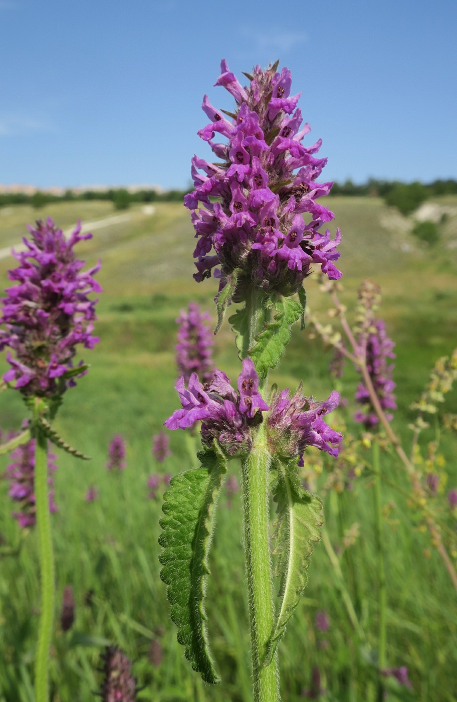 Изображение особи Betonica officinalis.