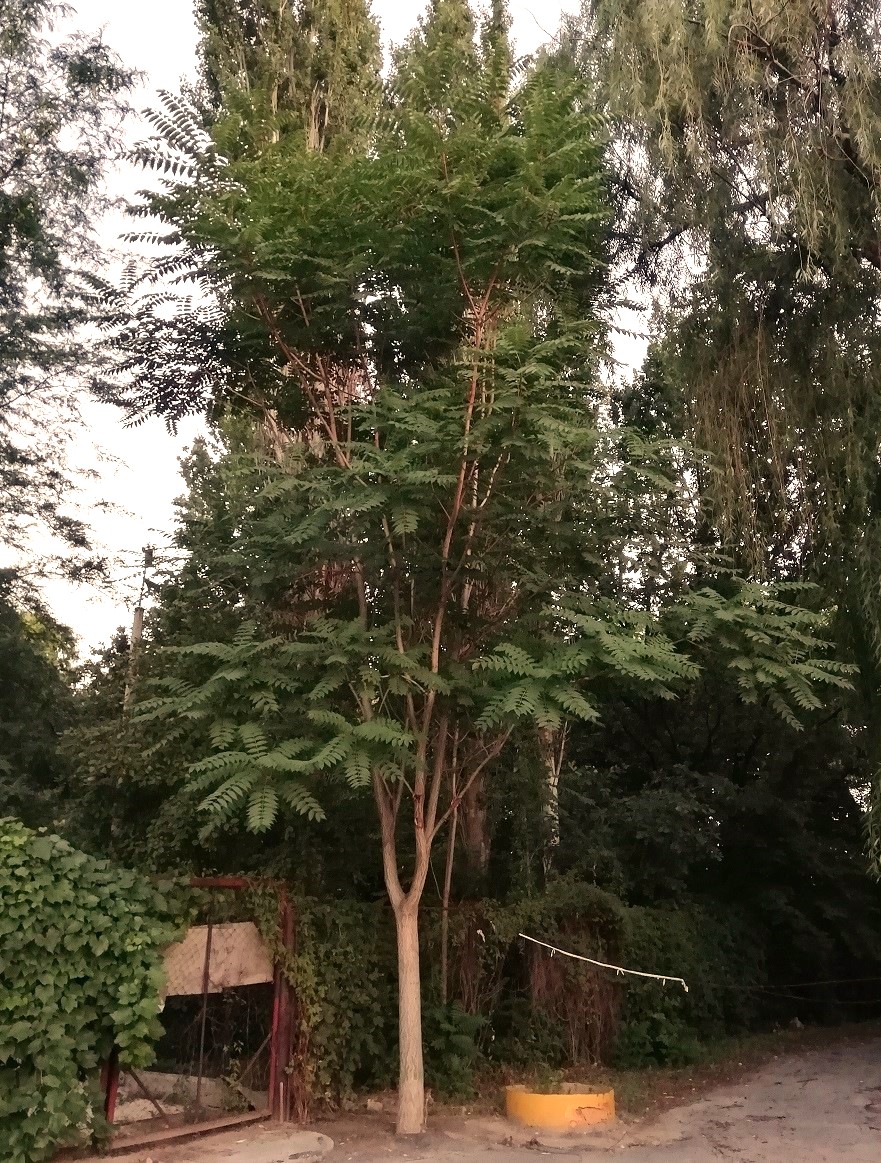 Image of Ailanthus altissima specimen.