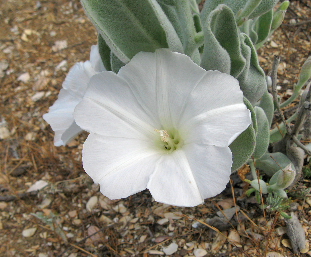 Image of Convolvulus persicus specimen.