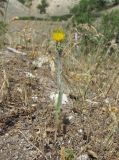 Centaurea solstitialis