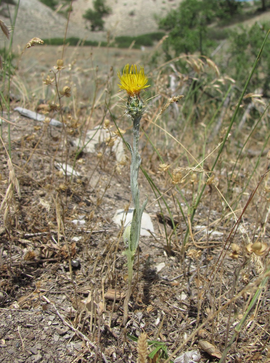 Image of Centaurea solstitialis specimen.